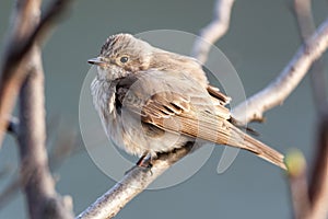 Muscicapa striata, Spotted Flycatcher