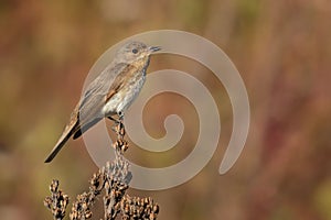 Muscicapa striata - Spotted Flycatcher