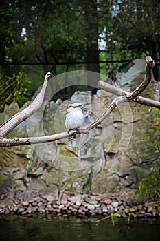 Muscicapidae - Old World Flycatcher