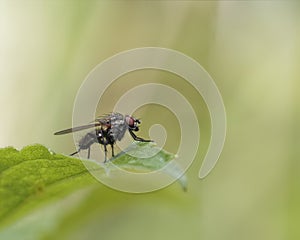 Muscid fly on a leaf