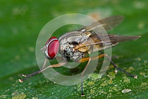 a Muscidae cf myospila fly on a green leaf