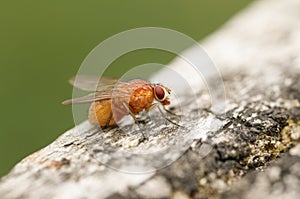 A Muscidae or House fly, Phaonia pallida, resting on a wooden fence post.