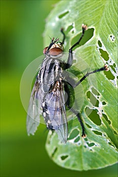 Muscidae musca domestica in a leaf photo