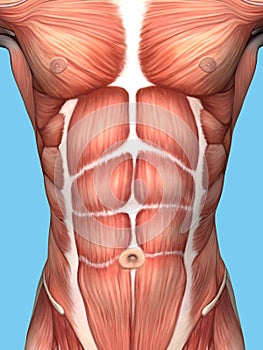 Muscle anatomy of male chest.