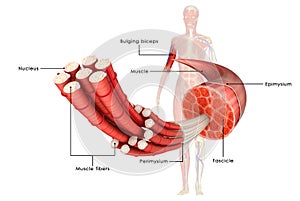 Muscle Anatomy photo
