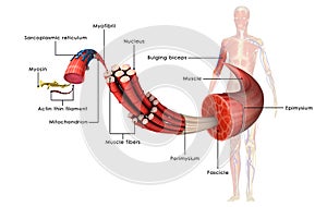 Muscle Anatomy