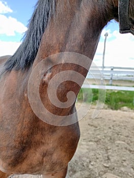 Muscle atrophy visible in the neck of a beautiful brown horse with black mane.