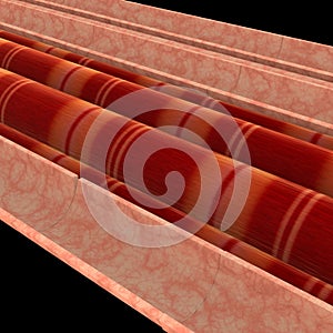 Muscle cells photo