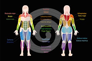 Muscle Chart Female Body Colored Muscles Black