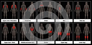 Muscle Chart Female Body Parts Black Background