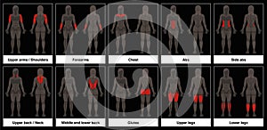 Muscle Chart Female Body Parts Black Background photo