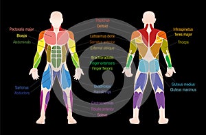 Muscle Chart Male Body Colored Muscles photo