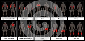 Muscle Chart Male Body Parts Black Background