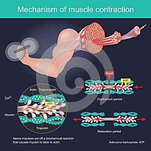 The muscle contraction as a result of Nerve impulses set off a biochemical reaction that causes myosin to stick to actin. Human