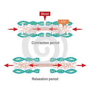 Muscle contraction. Human body infographic