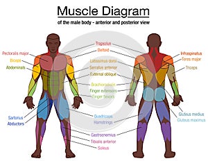 Muscle Diagram Black Man Male Body Names photo