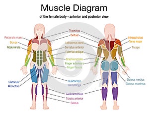 Muscle Diagram Female Body Names photo