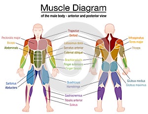 Muscle Diagram Male Body Names