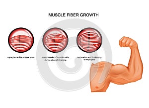 Muscle fiber growth after training