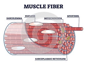 Muscle fiber structure and inner parts anatomical description outline diagram photo