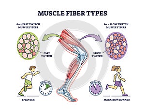 Muscle fiber types with fast and slow twitch fibers anatomy outline diagram