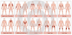 Muscle Groups Chart