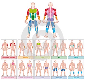 Muscle Groups Colored Chart