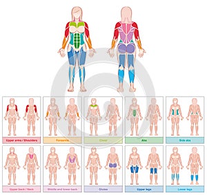 Muscle Groups Female Body Colored Chart