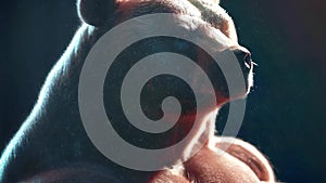 Muscle, gym bear portrait. Bodybuilder wild polar bear, fit and strong mascot