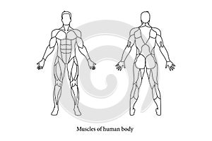 The muscle of human body part