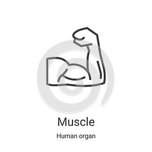 muscle icon vector from human organ collection. Thin line muscle outline icon vector illustration. Linear symbol for use on web