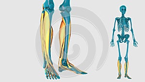 Muscle of leg on a white background - 3D model