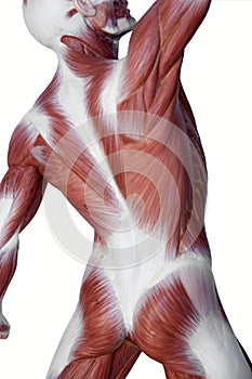 Muscle man anatomy