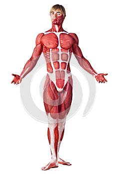 Muscle man front view