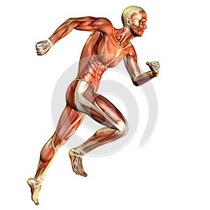 Muscle man running study