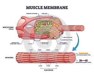 Muscle membrane or sarcolemma anatomical layers structure outline diagram