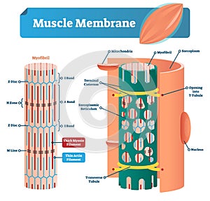 Muscle membrane vector illustration. Labeled scheme with myofibril, disc, zone, line and band. Anatomical mitochondria diagram. photo