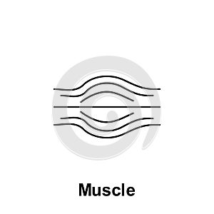 Muscle, organ icon. Element of human organ icon. Thin line icon for website design and development, app development. Premium icon