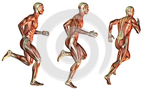 Muscle performance study in men