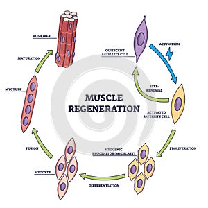 Muscle regeneration with microbiological division stages outline diagram photo