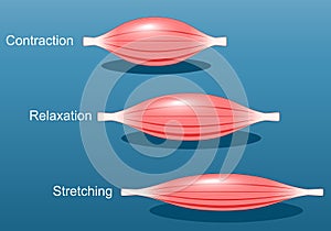 Muscle relaxation, stretching, and contraction