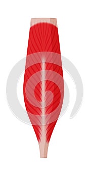 Muscle shape illustration ( bipennate muscle