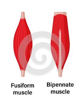 Muscle shape illustration ( fusiform muscle and bipennate muscle