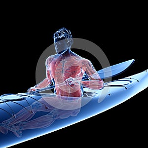 The muscle system of a canoeist