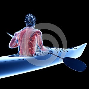 The muscle system of a canoeist