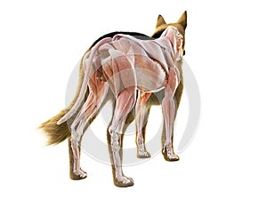 The muscle system of the dog