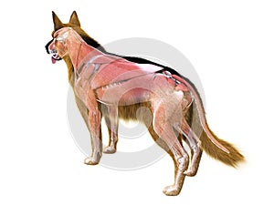 the muscle system of the dog