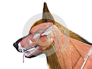 The muscle system of the dog