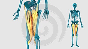 Muscle of thigh on a white background - 3D model