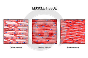 Muscle tissue: Skeletal, smooth and cardiac